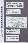 Etikette zu Cidnopus parallelus (NHMW-ZOO-COL-0010882)